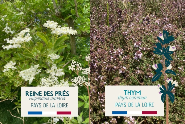 poetique-de-marque-rituels-infusions-bioheme-pays-de-la-loire-lecritoire-de-marie-2024